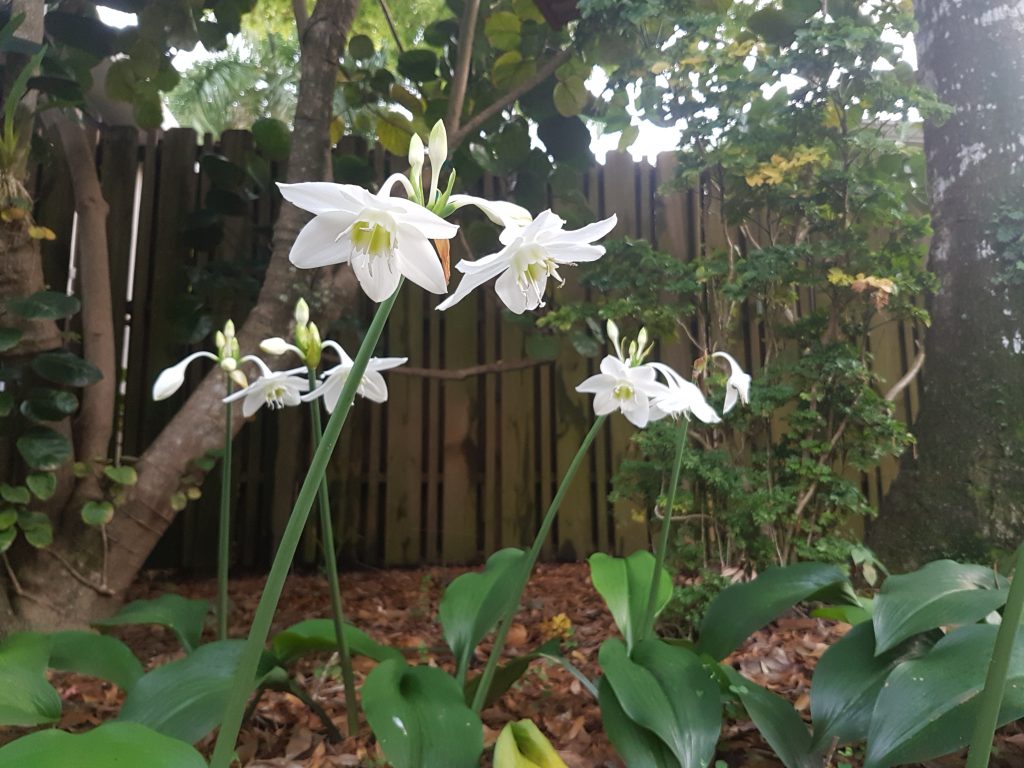 Eucharist Lily (Eucharis amazonica)