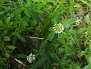Shrubby False Buttonweed (Spermacoce verticillata)