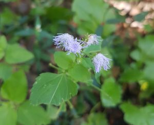 Jack-In-The-Bush (Chromolaena odorata)