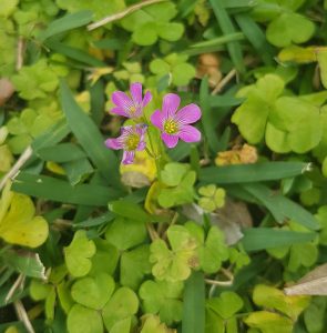 Oxalis debilis (Pink Woodsorrel)