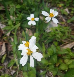 Bidens alba (Beggar Ticks)