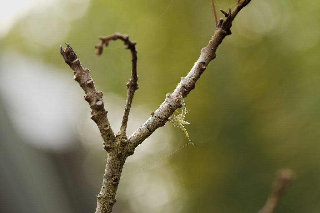 Young Tillandsia recurvata (Ball Moss)