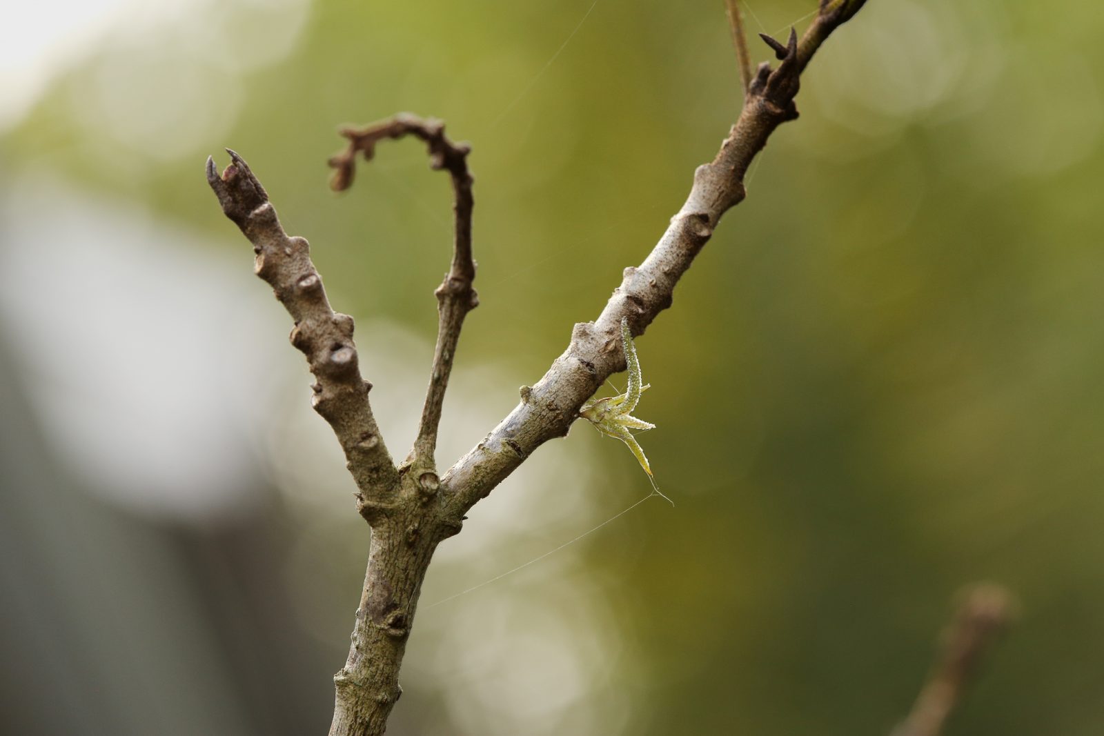 Young Tillandsia recurvata (Ball Moss)