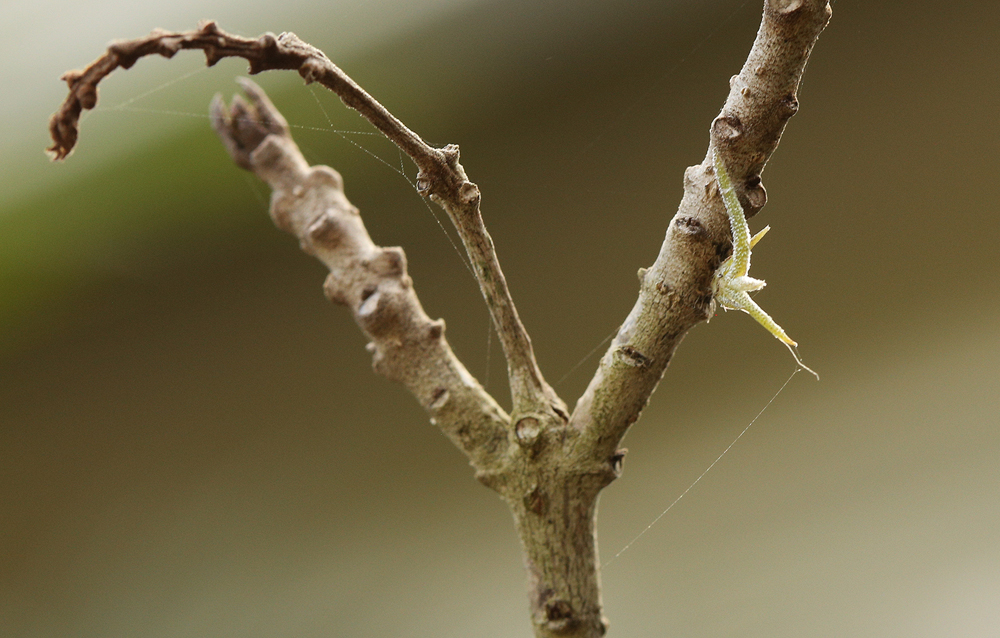 Baby Tillandsia recurvata (Ball Moss)