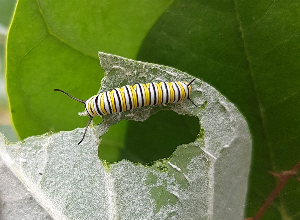 Calotropis gigantea (Giant Milkweed) with Monarch caterpillar (Danaus plexippus)