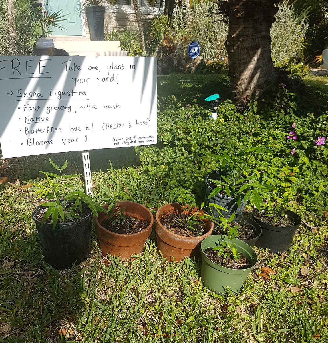 Senna ligustrina giveaway