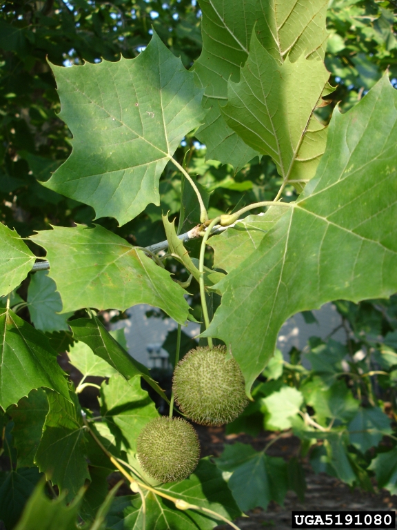 Sycamore Leaves and Fruit